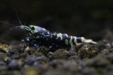 ＜ＢＬＵＥ　ＰＬＡＮＥＴ＞　ナナシーシュリンプ　メタリックパープル　ストリーム　ハイグレード画像の♀１匹＋オマケ１匹