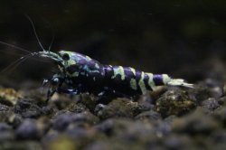 画像1: ＜ＢＬＵＥ　ＰＬＡＮＥＴ＞　ナナシーシュリンプ　メタリックパープル　ストリーム　ハイグレード画像の♀１匹