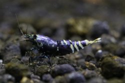 画像2: ＜ＢＬＵＥ　ＰＬＡＮＥＴ＞　ナナシーシュリンプ　メタリックパープル　ストリーム　ハイグレード画像の♂？１匹