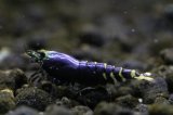 ☆ＳＡＬＥ☆　＜ＢＬＵＥ　ＰＬＡＮＥＴ＞　ナナシーシュリンプ　メタリックパープル　ミドルグレード　画像の♂１匹♀２匹セット＋オマケ１匹
