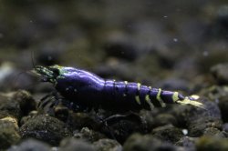画像1: ☆ＳＡＬＥ☆　＜ＢＬＵＥ　ＰＬＡＮＥＴ＞　ナナシーシュリンプ　メタリックパープル　ミドルグレード　画像の♂１匹♀２匹セット