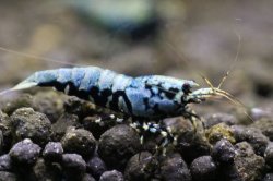 画像2: ＜ebi勝舞＞　メタリックボア　ミドルグレード　画像の♂？１匹＋オマケ１匹