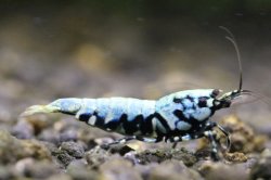 画像1: ＜ebi勝舞＞　メタリックボア　ミドルグレード　画像の♂１匹＋オマケ１匹