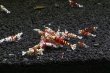 画像5: ☆ＳＡＬＥ☆　＜当店ブリーダー＞　太極（Tiger bee shrimp）画像の水槽からミドルグレード　１ｐｒ