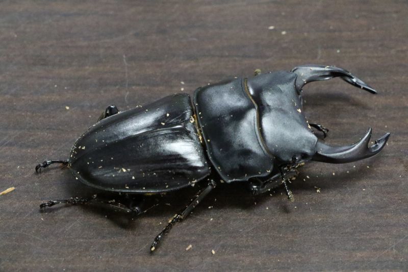 ☆ 自己採取個体 福島県産 オオクワガタ(オオ クワガタ)WDペア